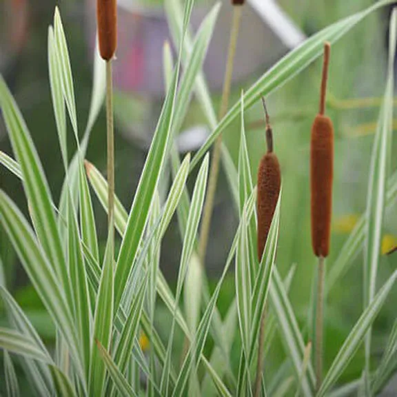 Cattails