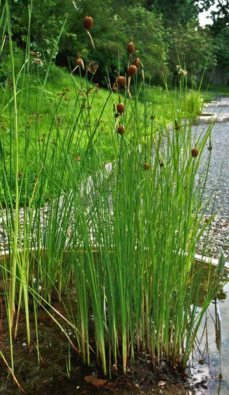 Cattails