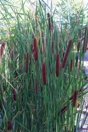 Cattails