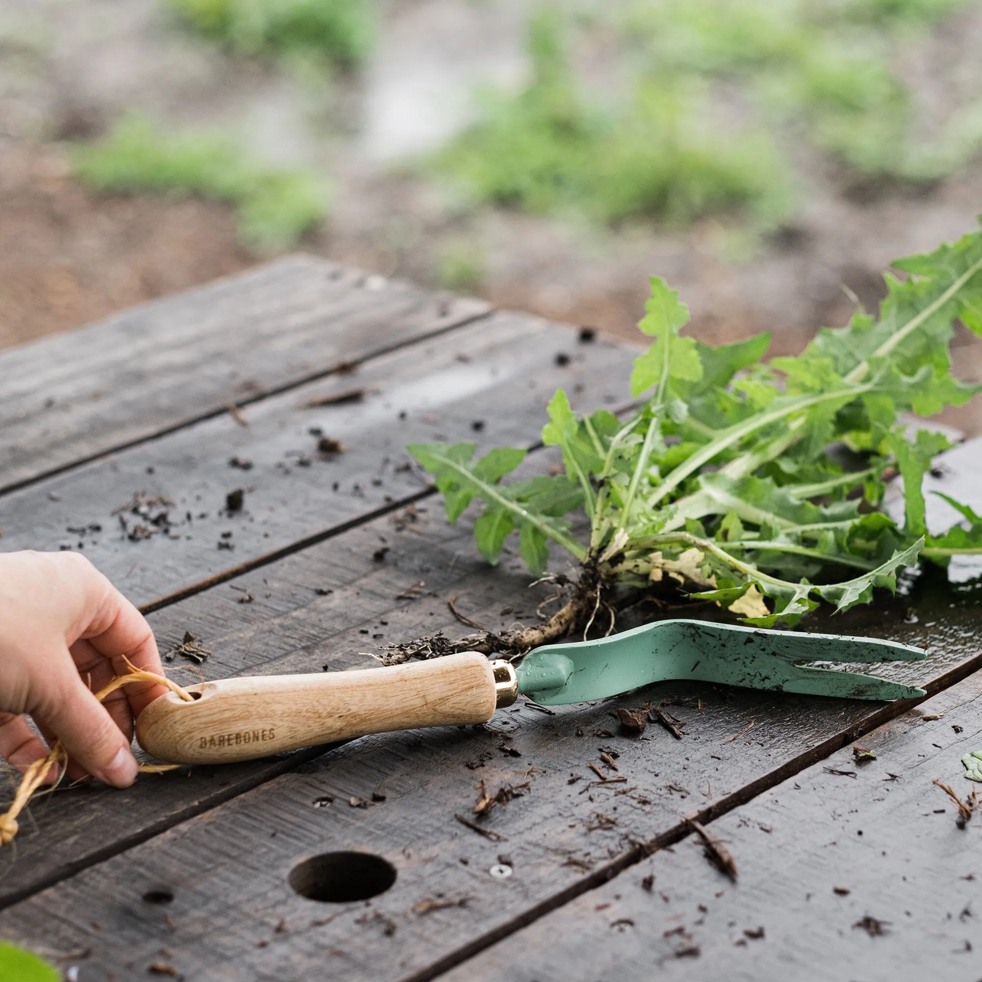 Dandelion Weeding Fork