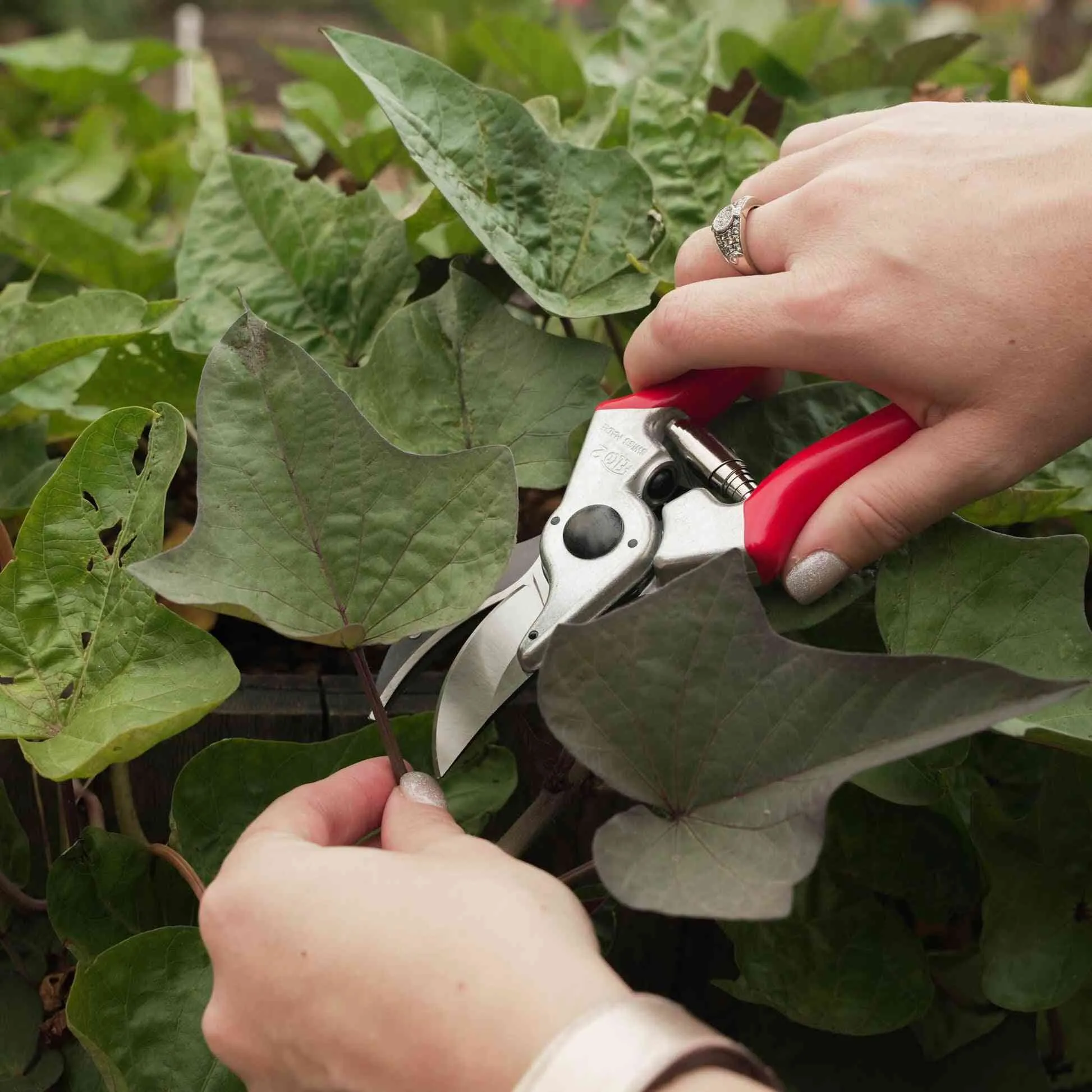 Felco 2 Classic Hand Pruner